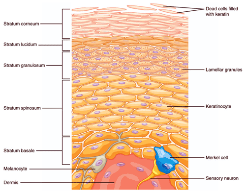 niacin